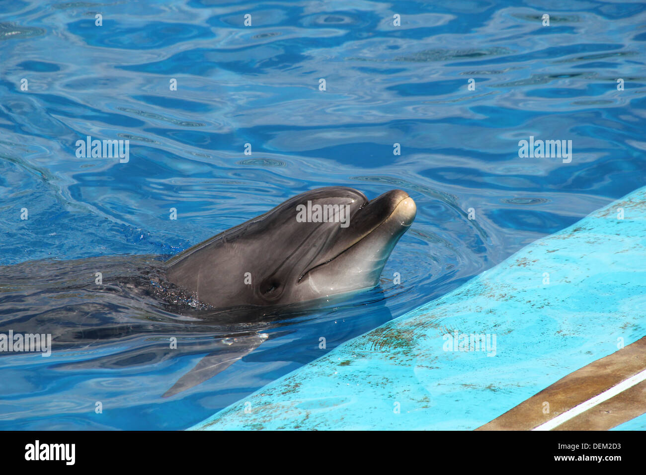 Bottlenose dolphin during a show at the Oceanografic Aquarium Marine Park in Valencia, Spain Stock Photo