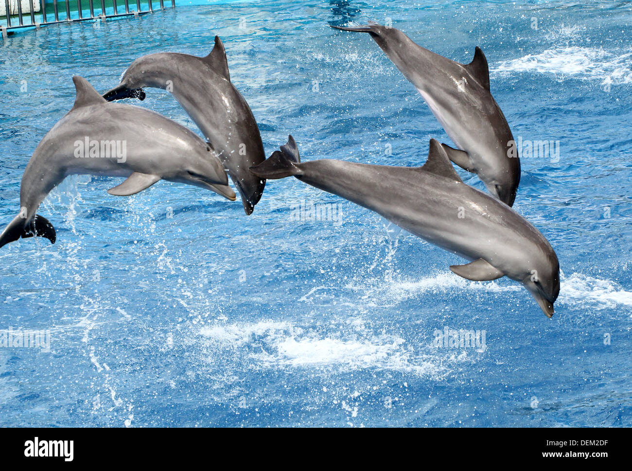 Bottlenose dolphins performing at the Oceanografic Aquarium Marine Park & Zoo in Valencia, Spain Stock Photo