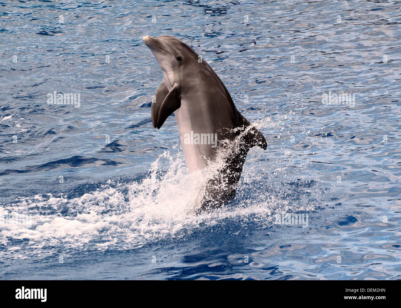 Series of 22 images of bottlenose dolphins performing at the Oceanografic Aquarium Marine Park in Valencia, Spain Stock Photo