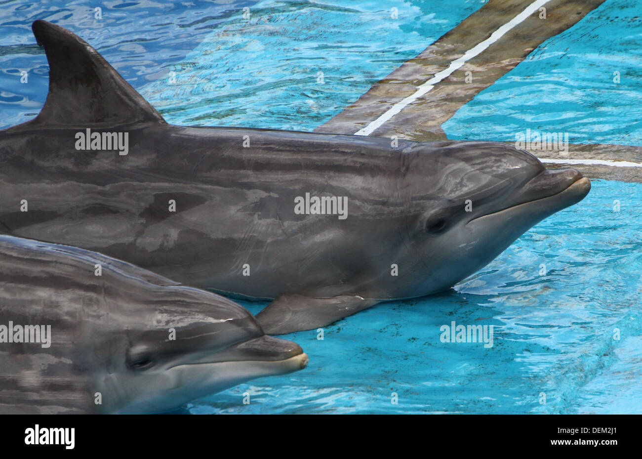 Bottlenose dolphins during a show at the Oceanografic Aquarium Marine Park & Zoo in Valencia, Spain Stock Photo