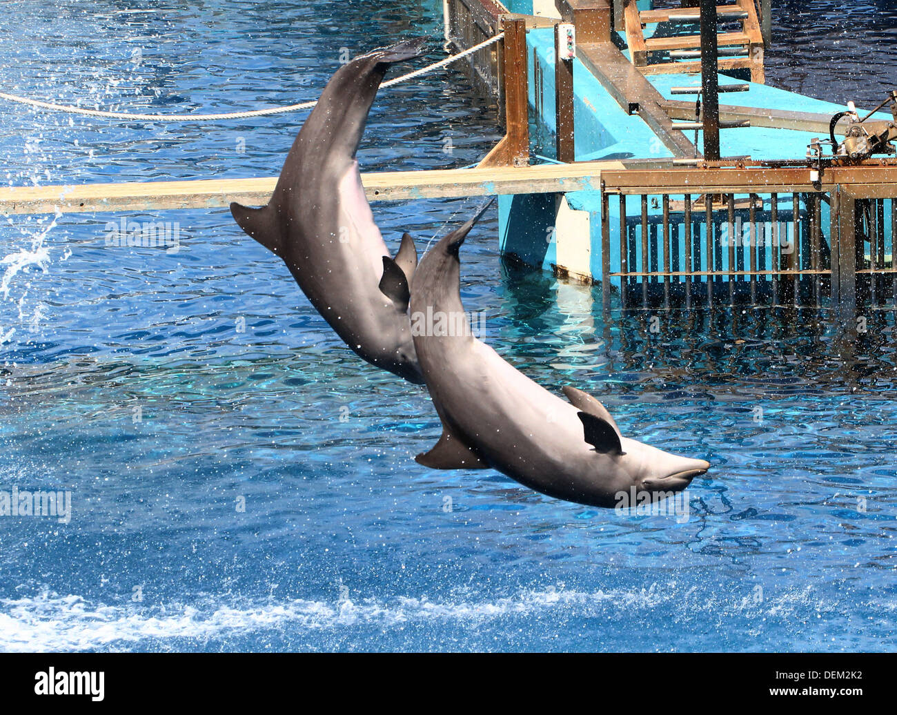 Bottle-nose dolphins doing jumps and somersaults at the Oceanografic Aquarium Marine Park & Zoo in Valencia, Spain Stock Photo
