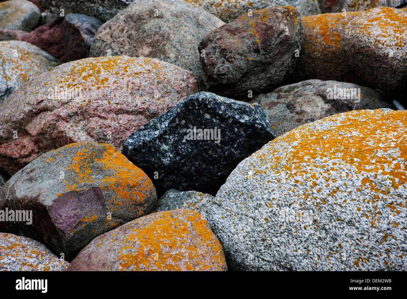Yellow Fungus on Large Rocks Stock Photo