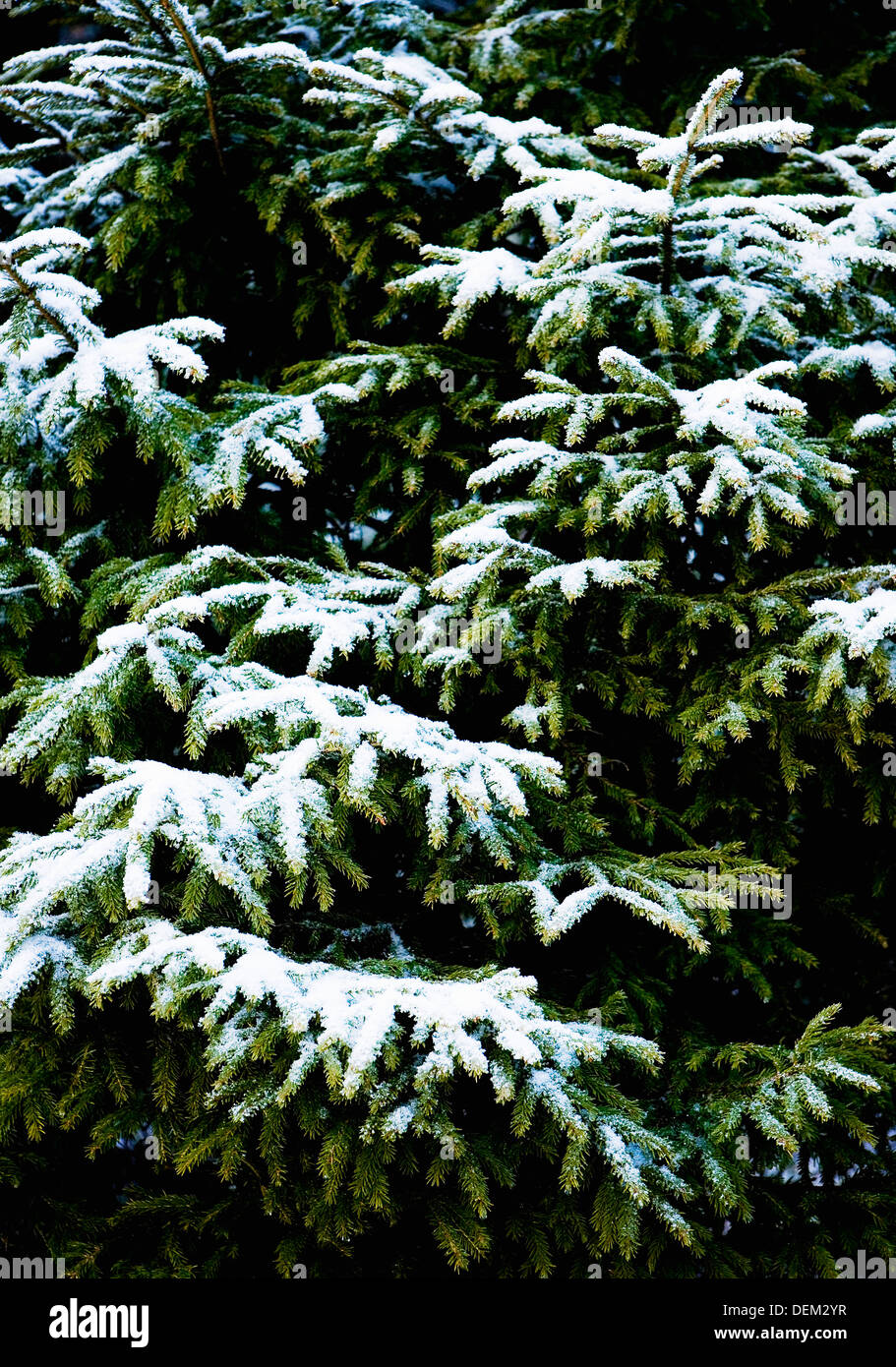 Snow Covered Branches of Spruce Tree Stock Photo