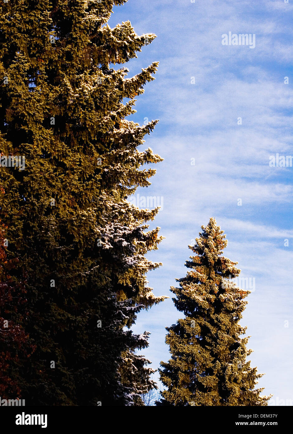 Two tall spruce trees hi-res stock photography and images - Alamy