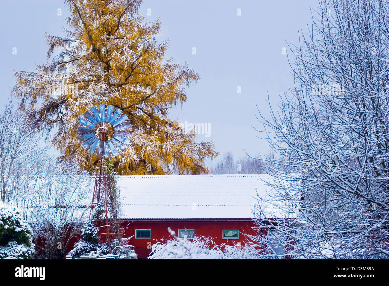 Red Barn and Wind Mill with Golden Tree in Background, Winter Stock Photo