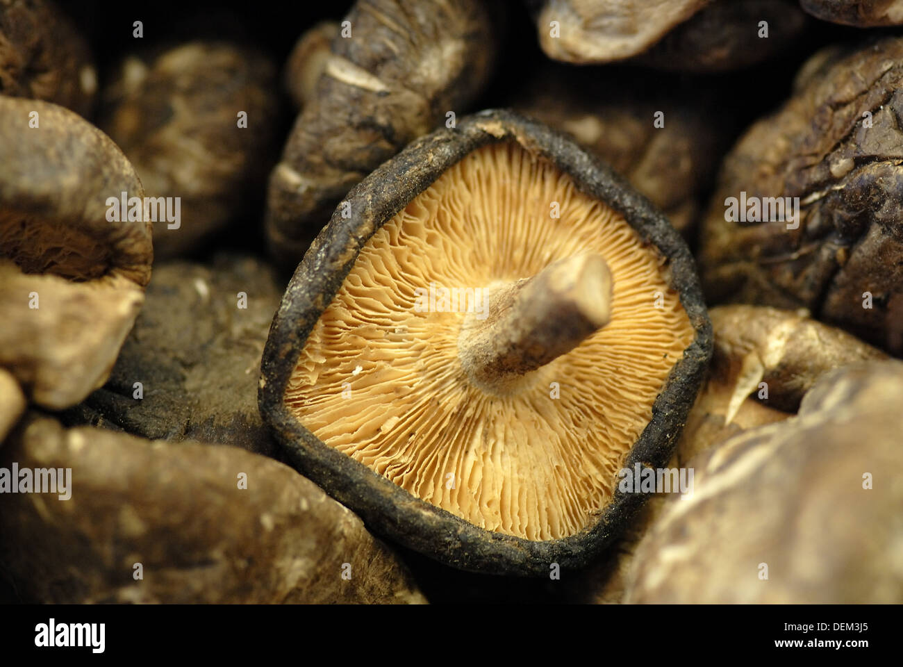 ´Shiitake´ mushroom (Lentinus edodes). Very popular in japan and China