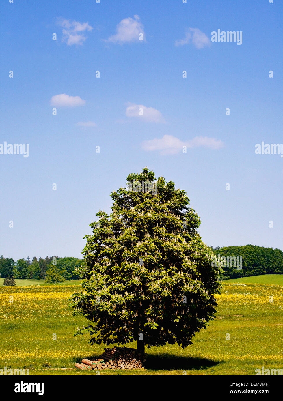 Stack of Logs Under Tree in Field Stock Photo