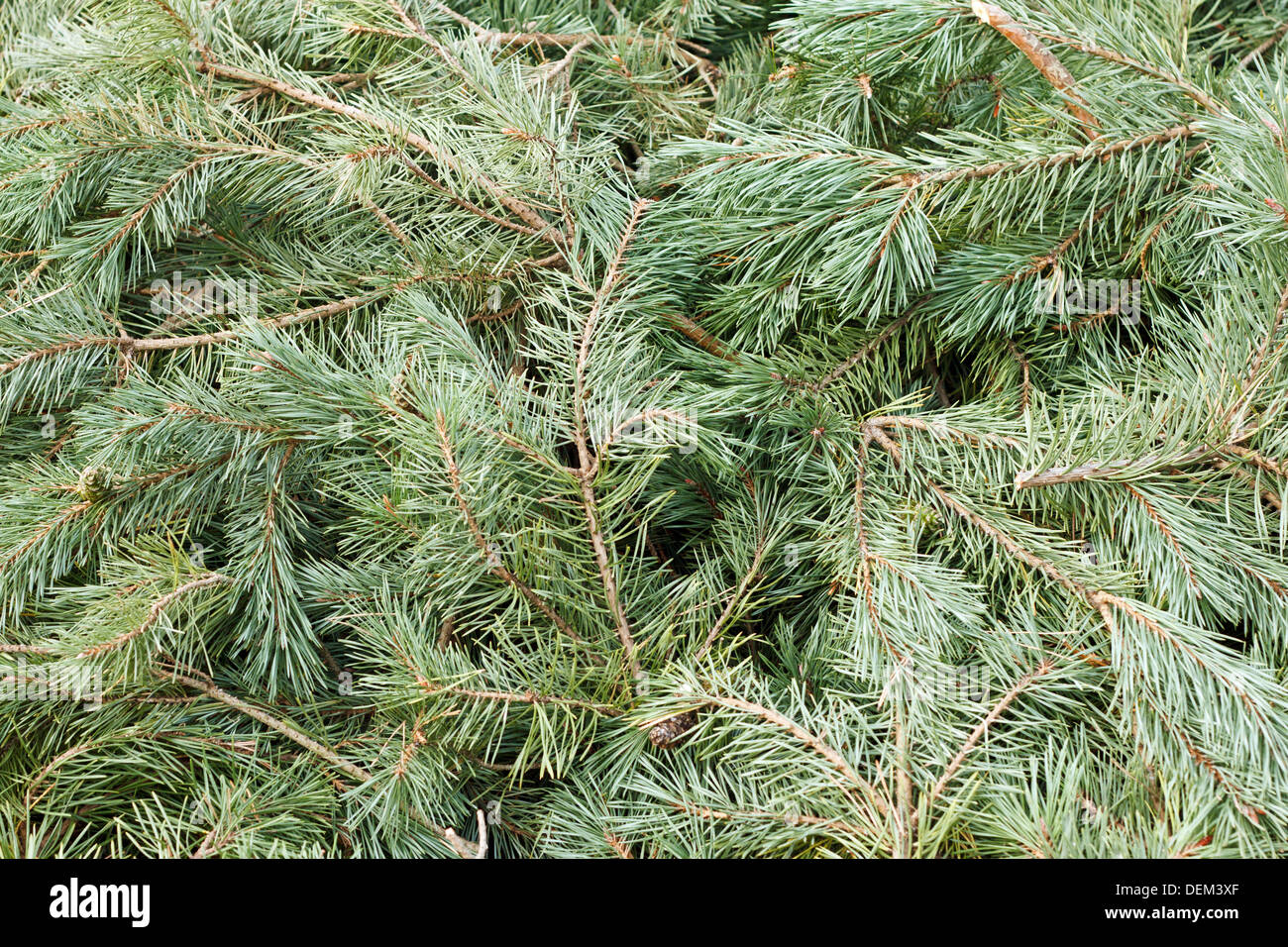 Background of branches and needles from a pine tree Stock Photo