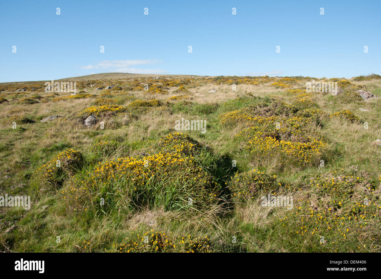 View north west over gorse bushes towards Penn Beacon on southern edge of Dartmoor National Park. Stock Photo
