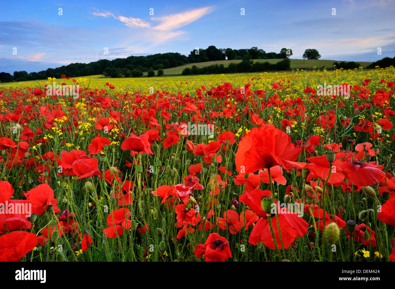 wild poppies in field, Kent, England, UK Stock Photo 60678524 Alamy