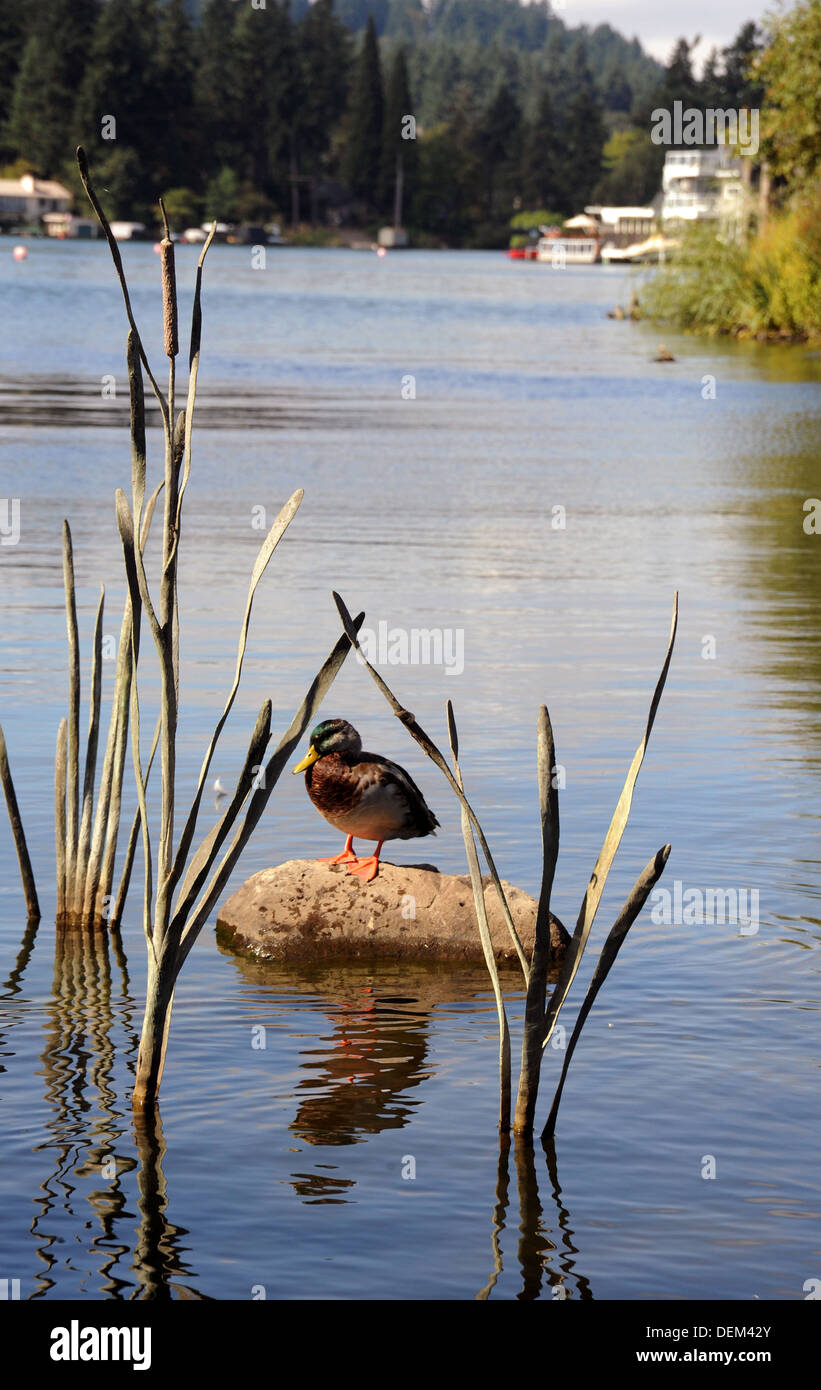 A mallard duck sits on rock in 'Duck Pond,' Lakewood Bay of Lake Oswego Oregon, Stock Photo