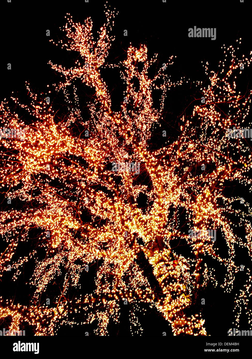 Outdoor christmas tree lights hires stock photography and images Alamy