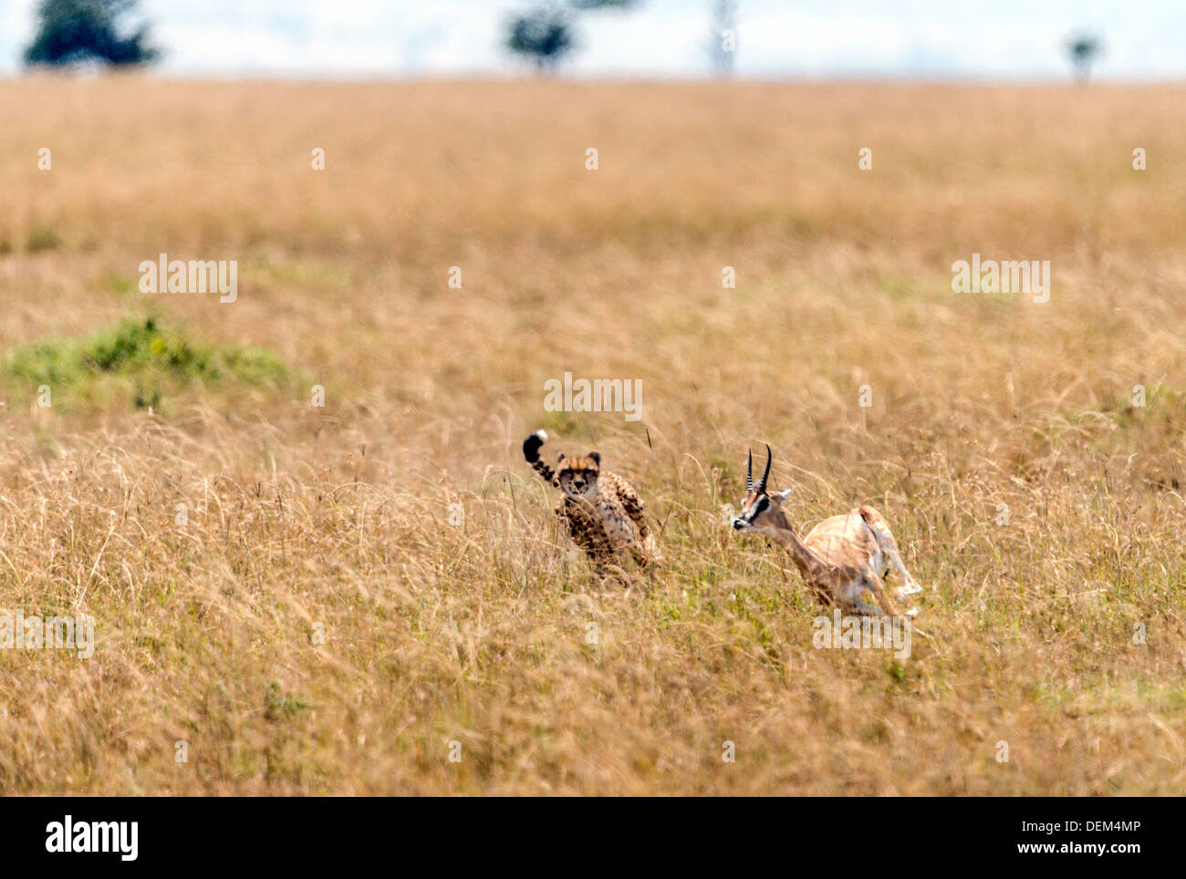 Adult cheetah chasing hunting Thomson gazelle Masai Mara Kenya Africa Stock Photo