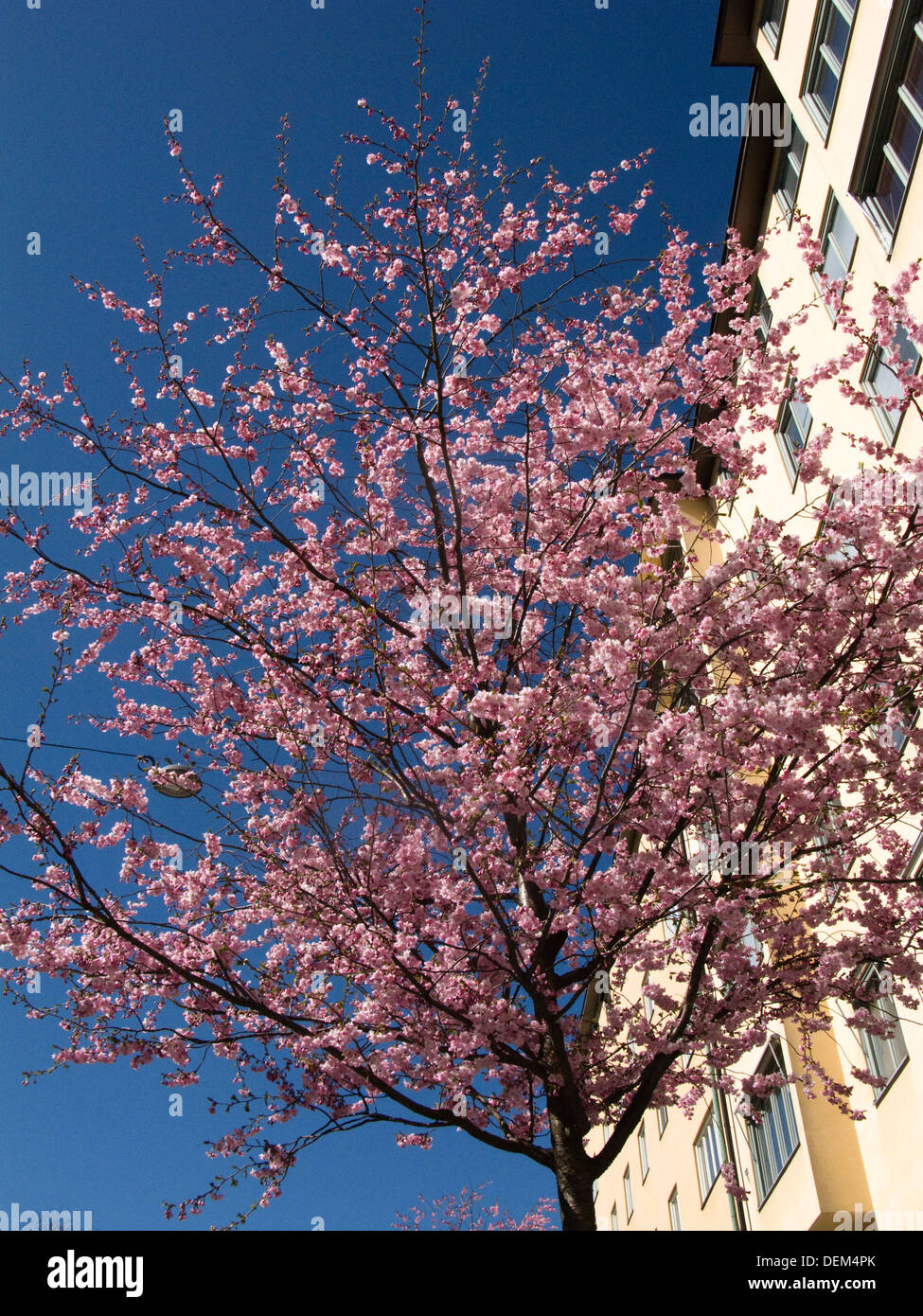 Pink cherry tree blossoms hi-res stock photography and images - Alamy