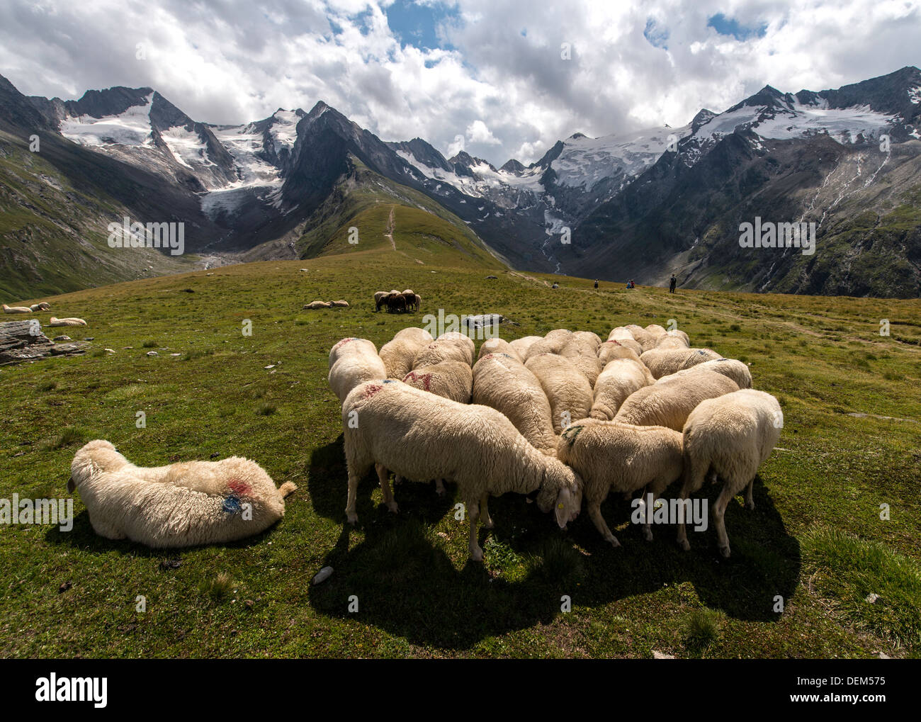 Alpine sheep on the Austrian Alps near Obergurgl Tyrol Austria Europe