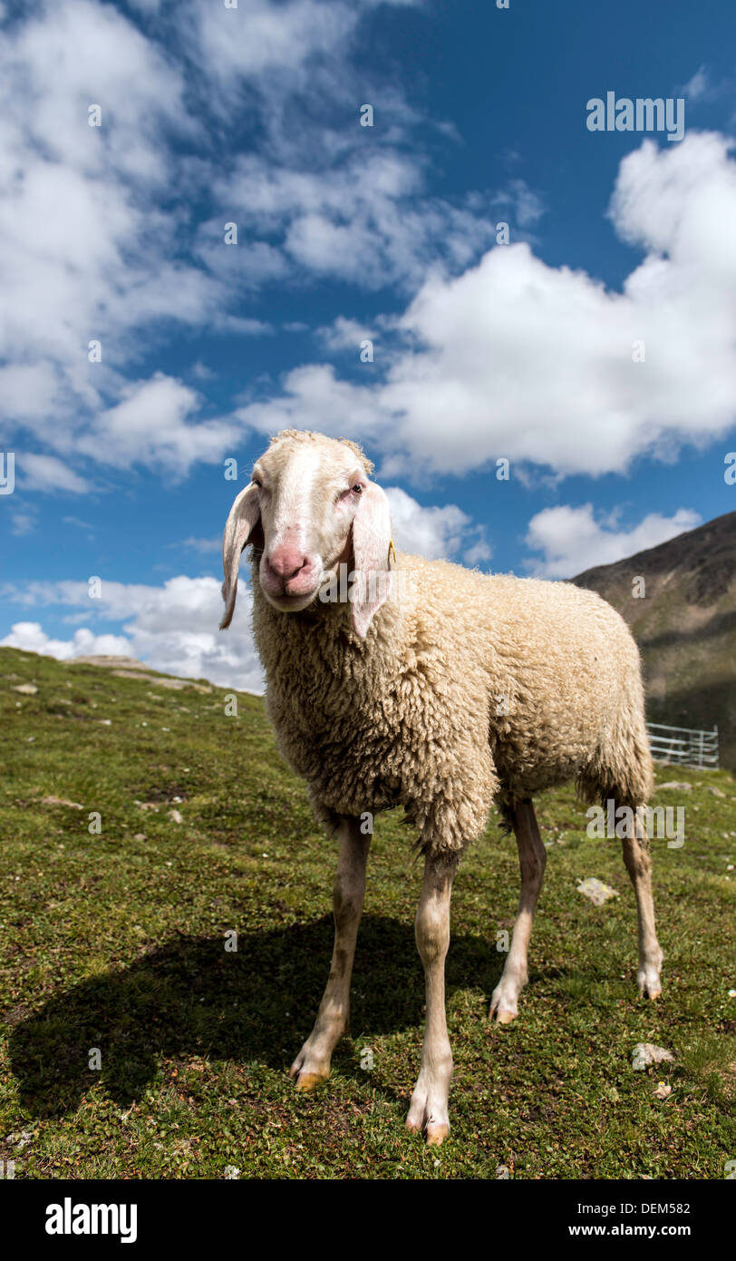 Alpine Sheep High Resolution Stock Photography and Images Alamy