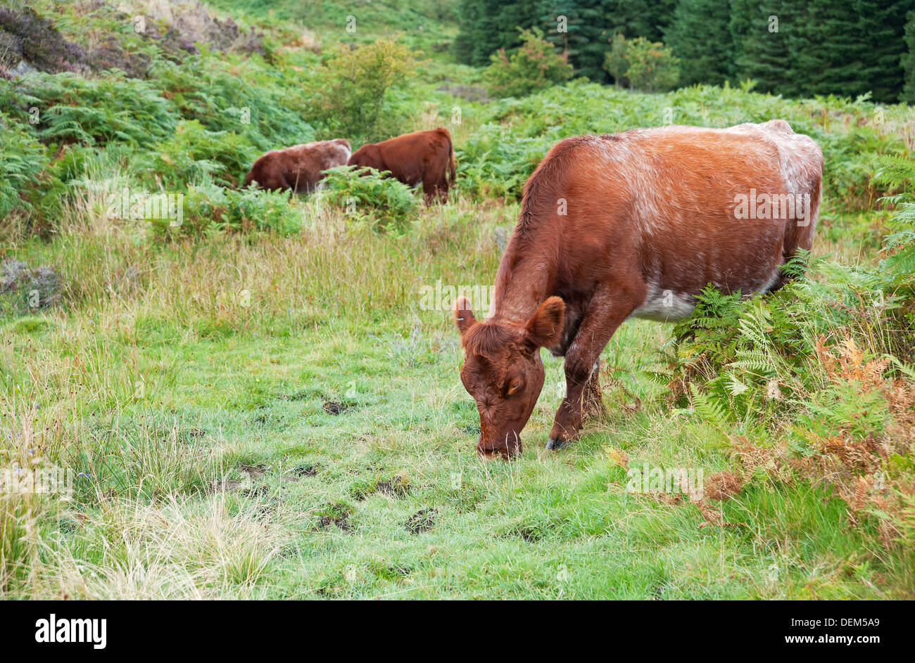 Luing cows cattle grazing on fells at Gummers How in summer Cumbria Lake District National Park England UK United Kingdom GB Great Britain Stock Photo