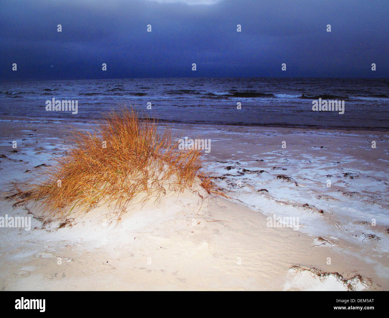 Patch of Tall Grass and Snow on Ocean Beach in Winter Stock Photo