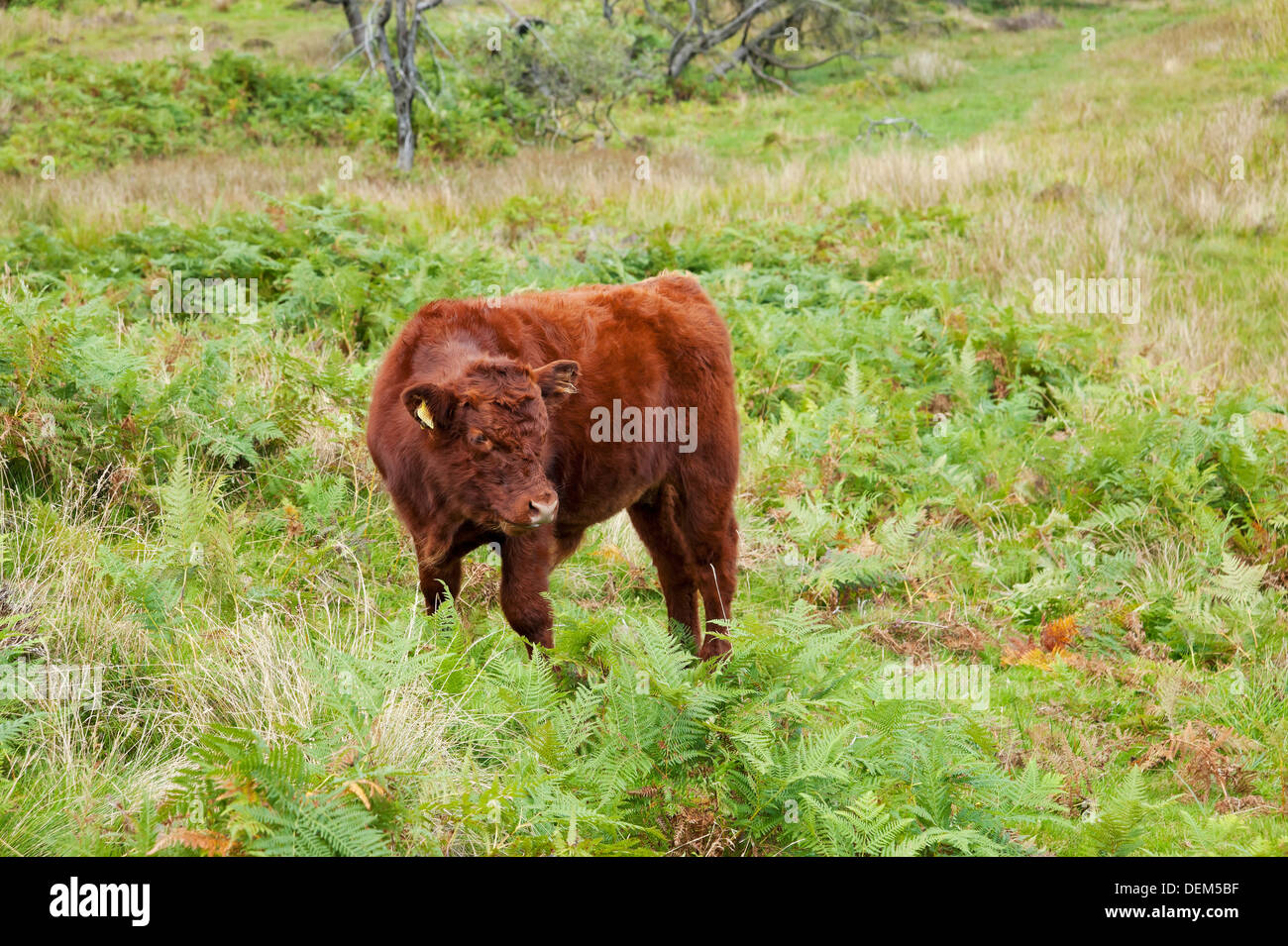 Luing calf grazing on fells at Gummers How in summer Cumbria Lake District National Park England UK United Kingdom GB Great Britain Stock Photo