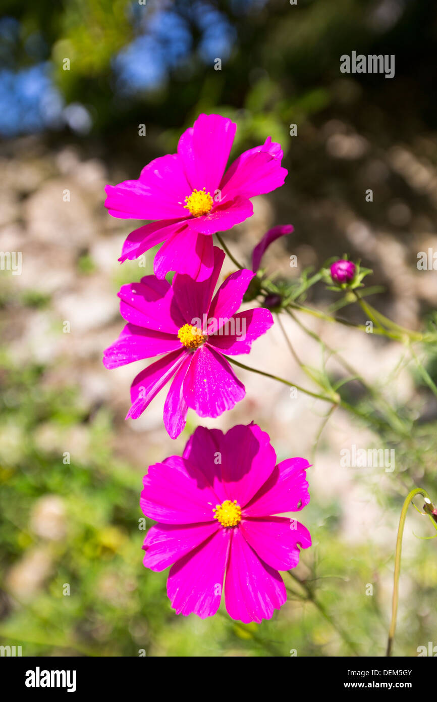 Purple vibrant hi-res stock photography and images - Alamy
