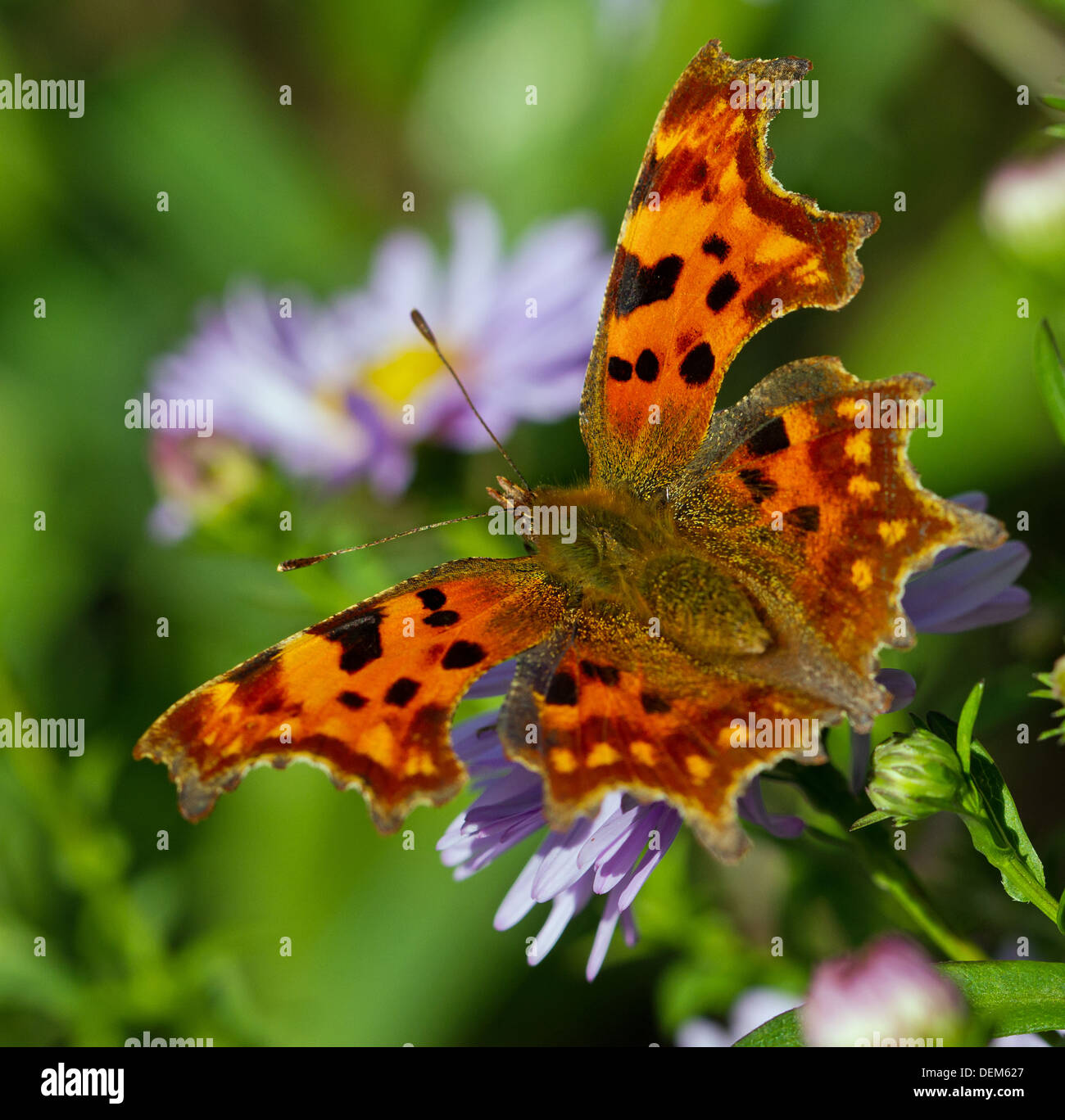 A comma butterfly Stock Photo