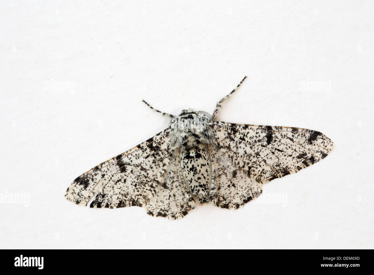 Peppered Moth; Biston betularia; UK Stock Photo