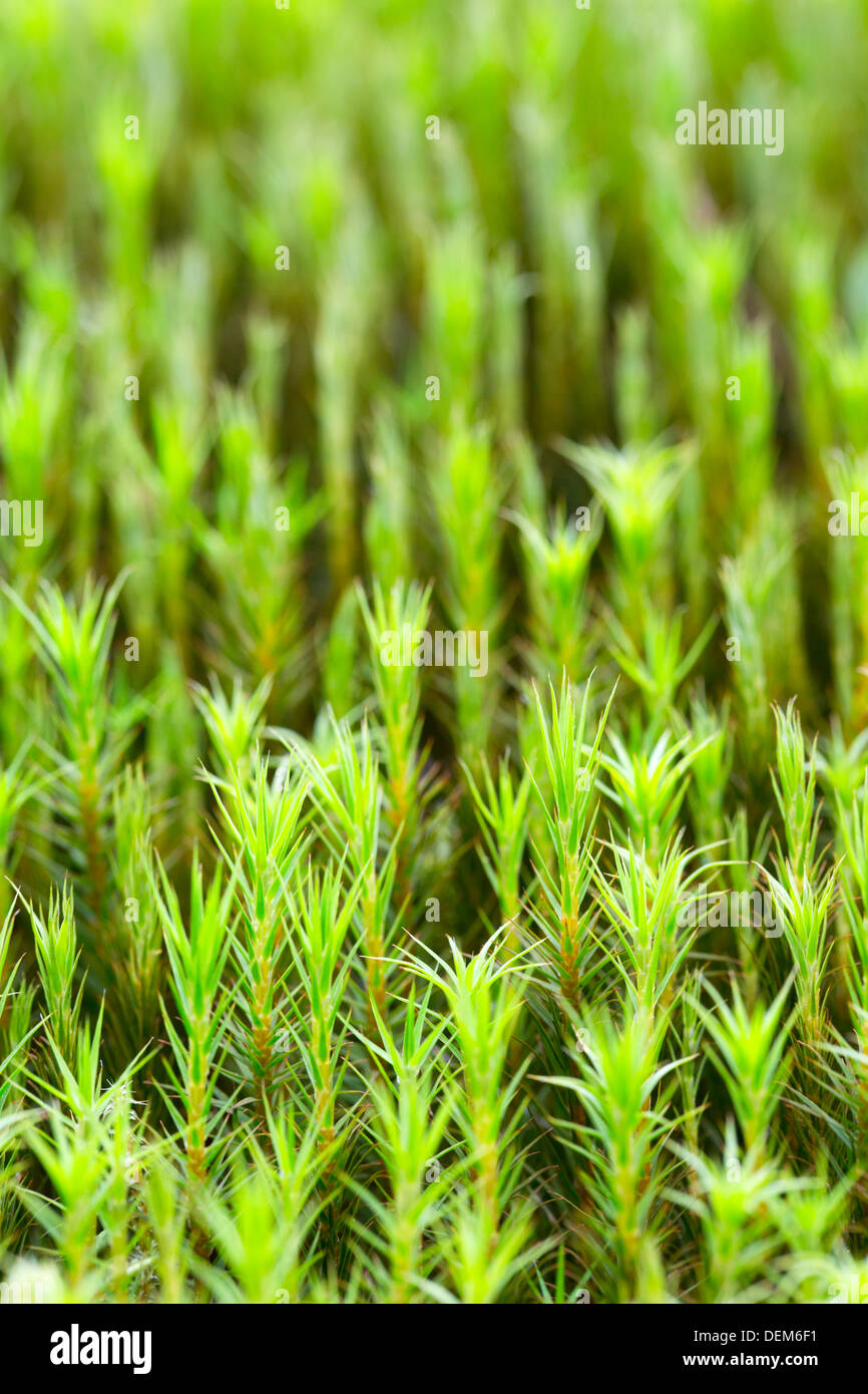 Polytrichum commune; Moss; UK Stock Photo