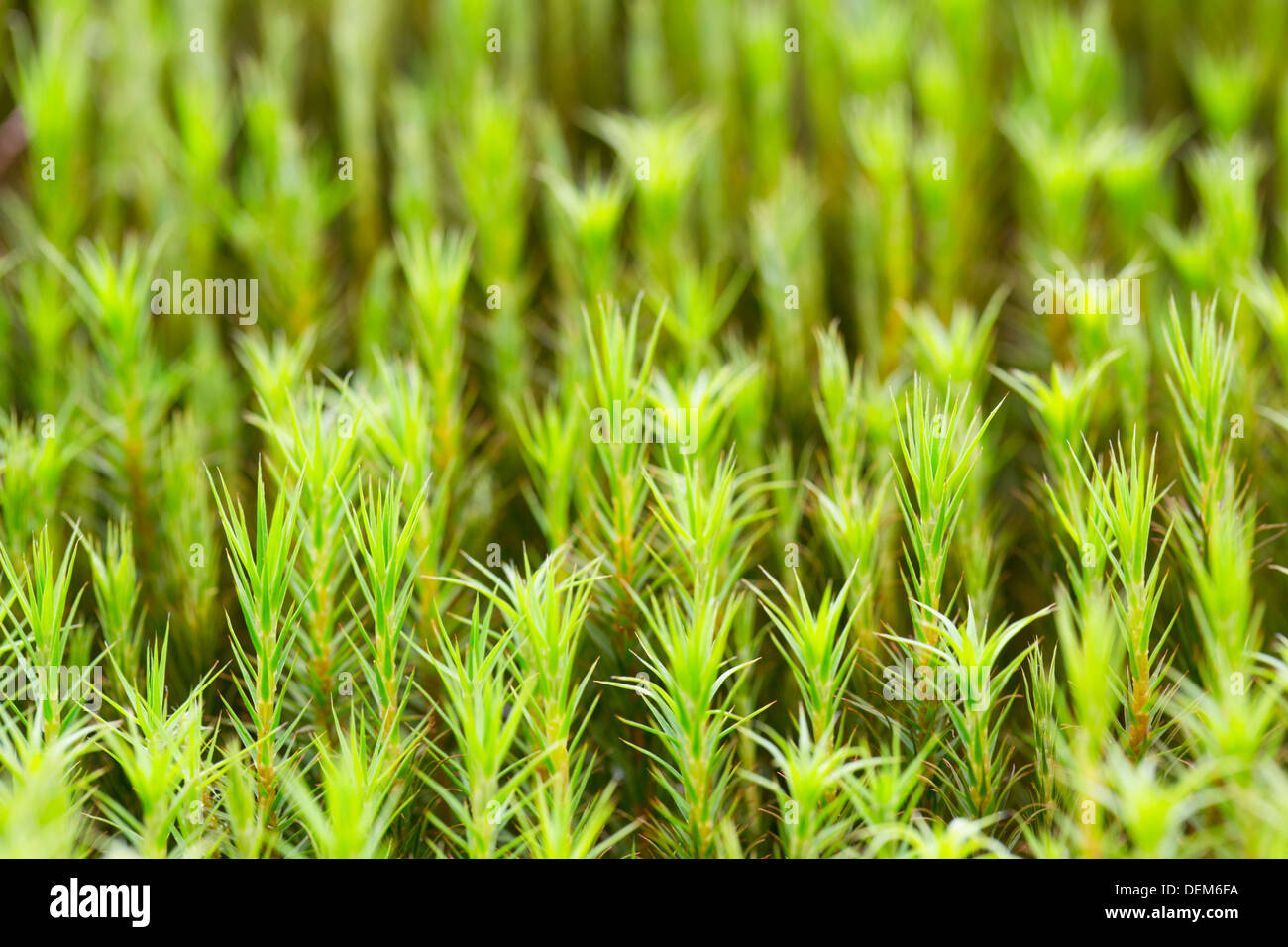 Polytrichum commune; Moss; UK Stock Photo