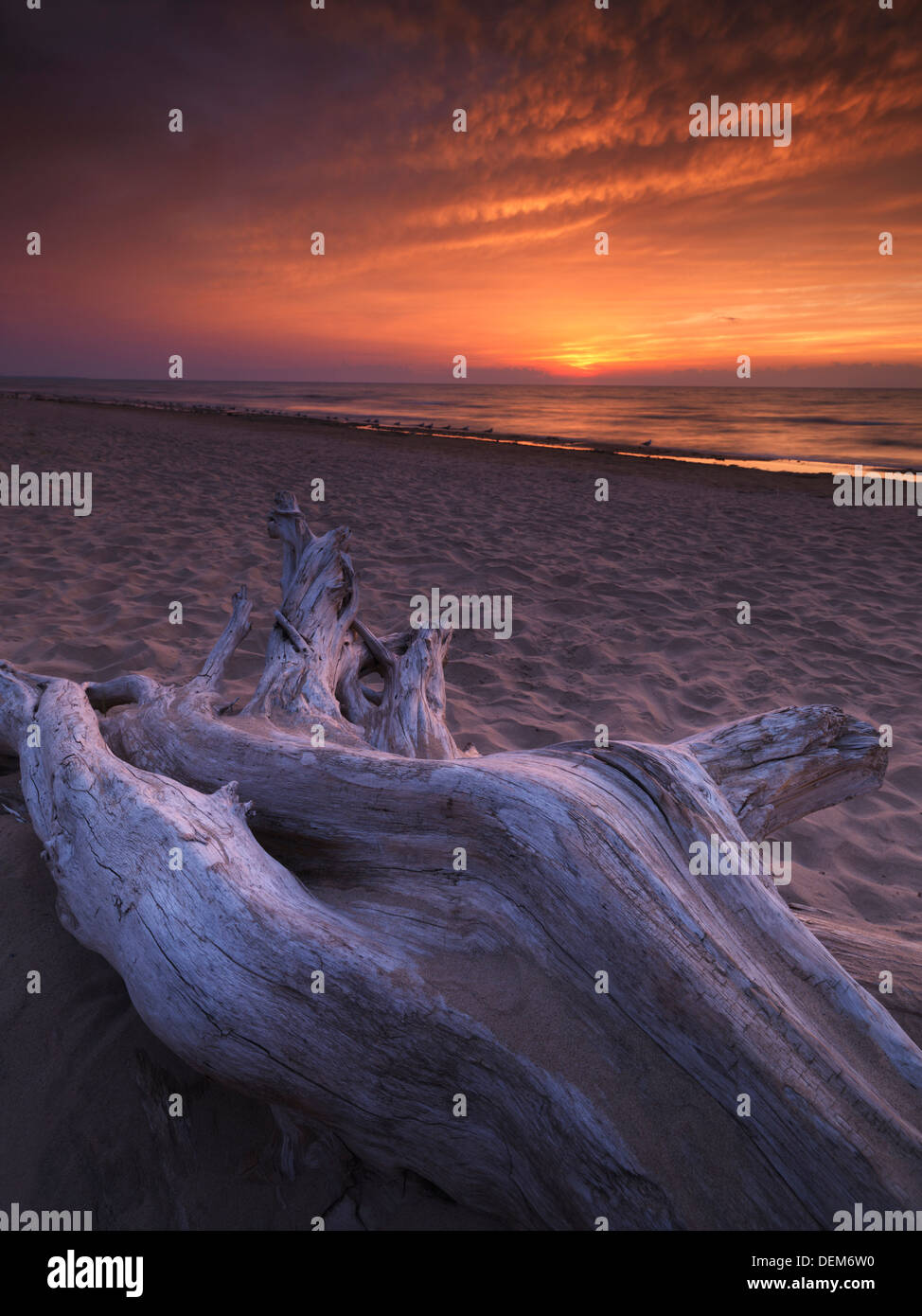 Driftwood on a shore of lake Huron with beautiful red sunset over it, summertime nature landscape scenery Stock Photo