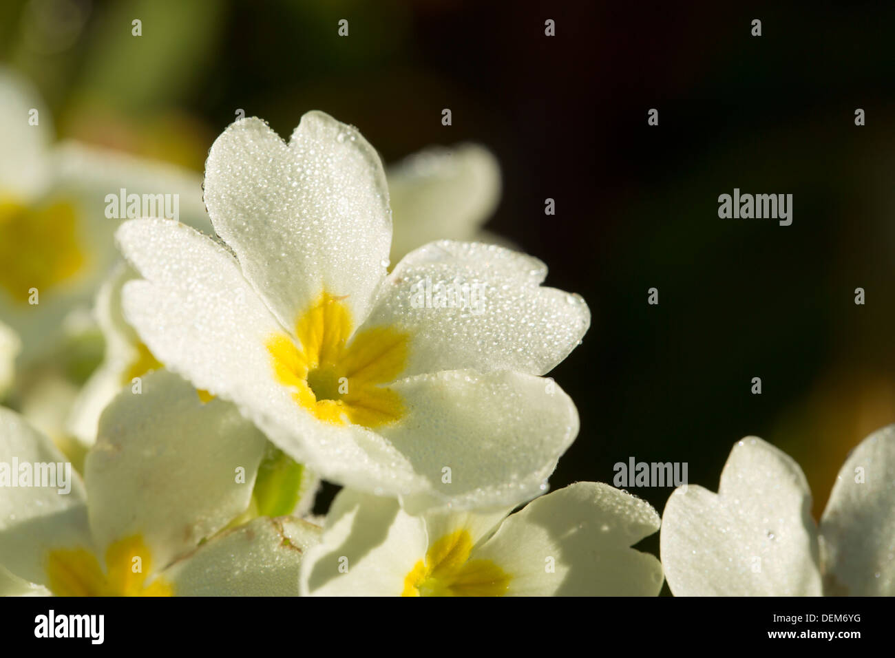Primroses; Primula vulgaris; Flower; Spring; UK Stock Photo