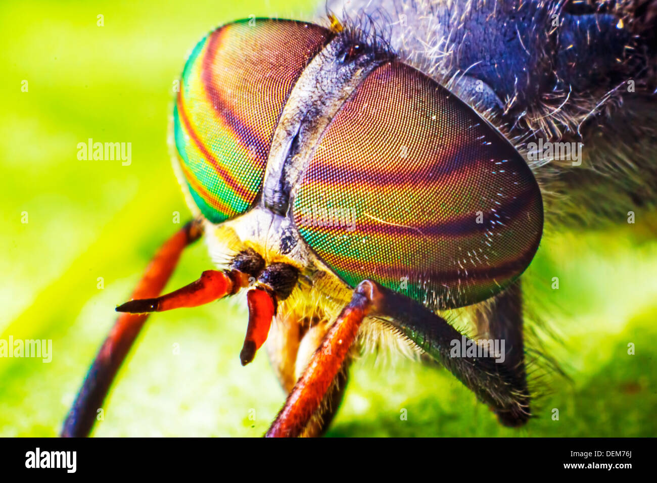 Portrait of a Horse-fly Stock Photo