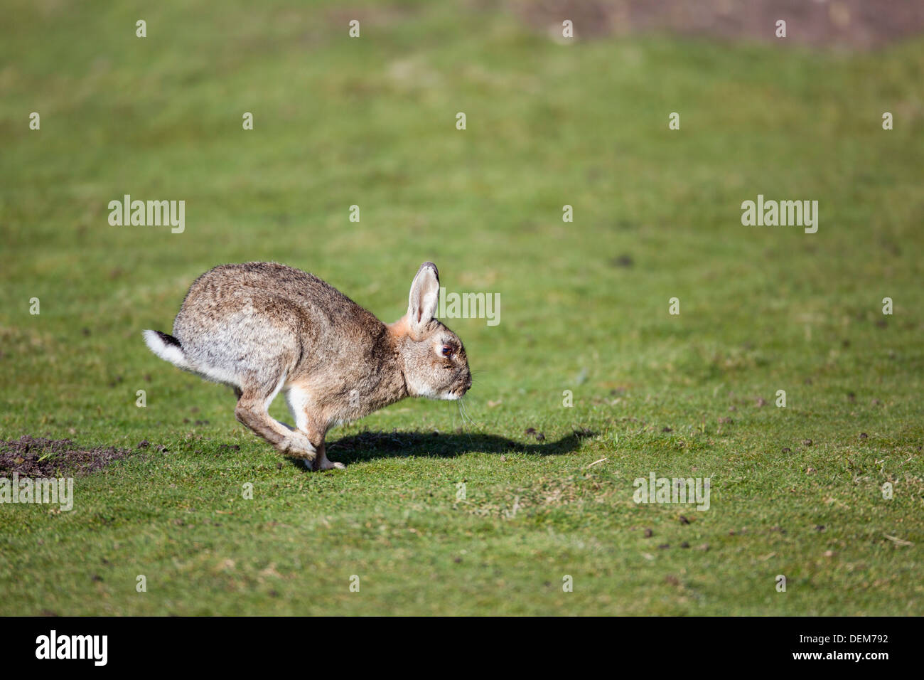Running rabbit uk hires stock photography and images Alamy