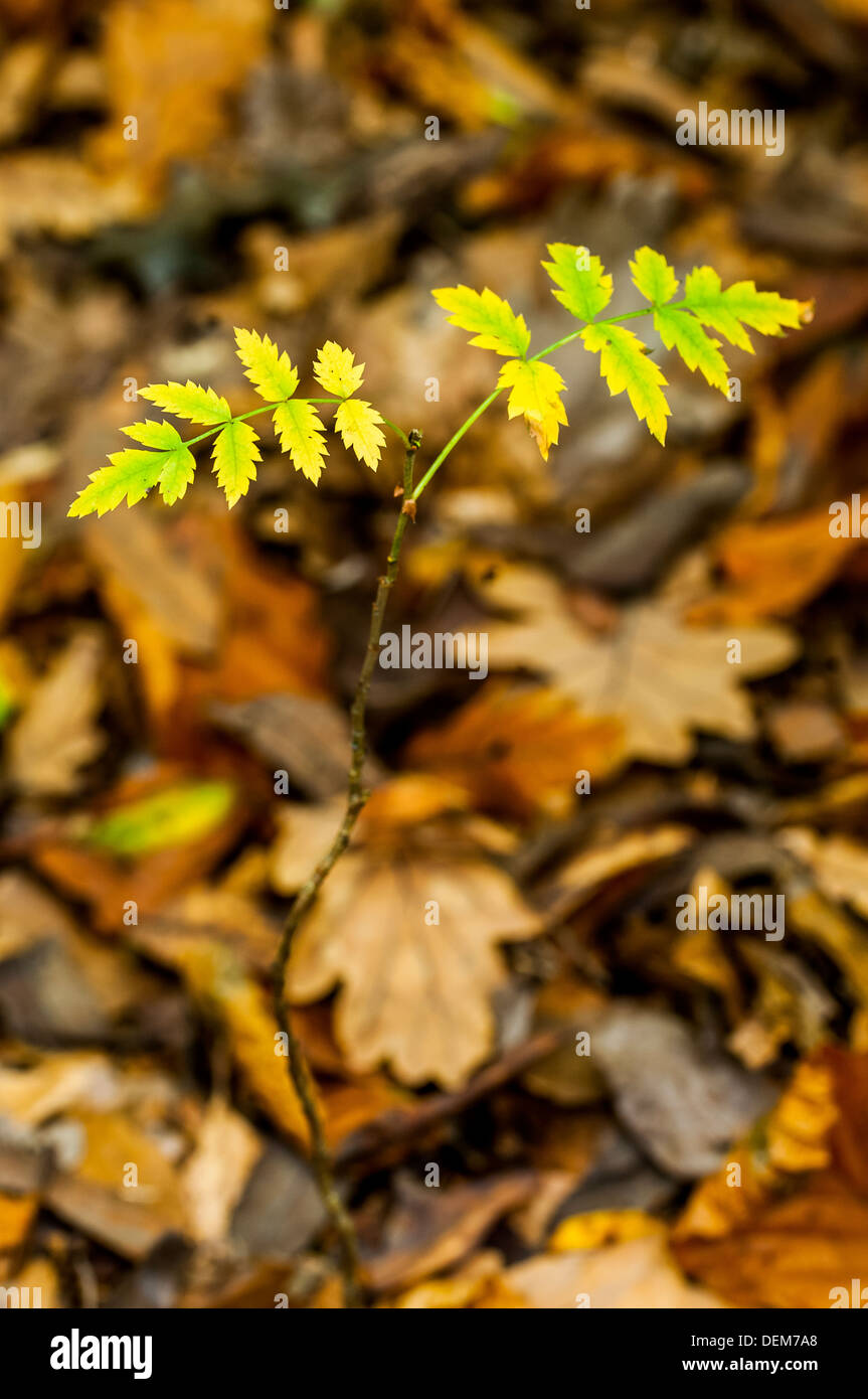 young tree sapling in forest,kent,england,uk,europe Stock Photo