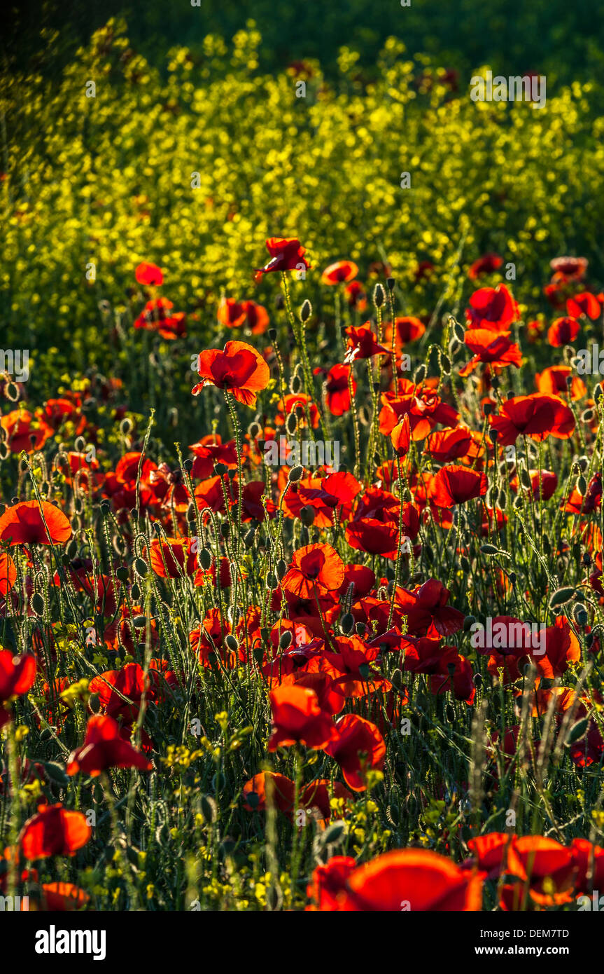 wild poppies field kent england uk flowers flora landscape beauty landscape agriculture fallow rape seed crop ecologically frien Stock Photo
