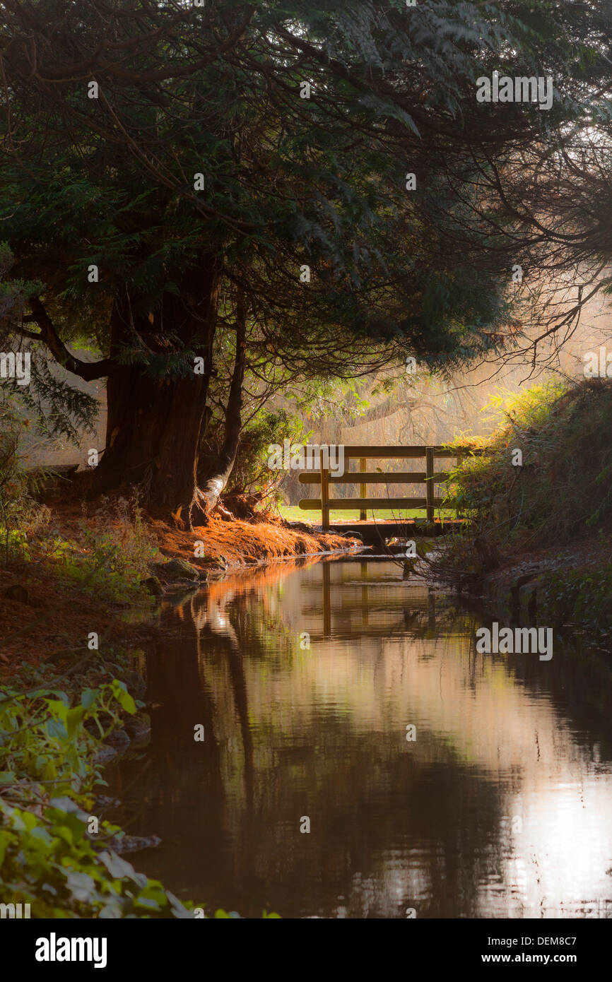 Morning light shines on a canal's bracken, Boulter's Island, Maidenhead, BErkshire, England, United Kingdom, Europe Stock Photo