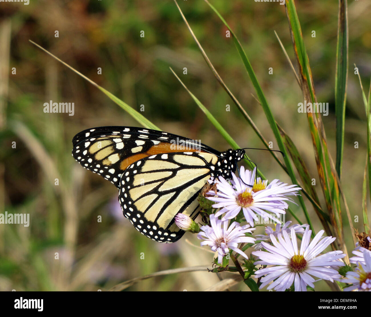 beautiful close up of butterfly sitting on a daisy Stock Photo