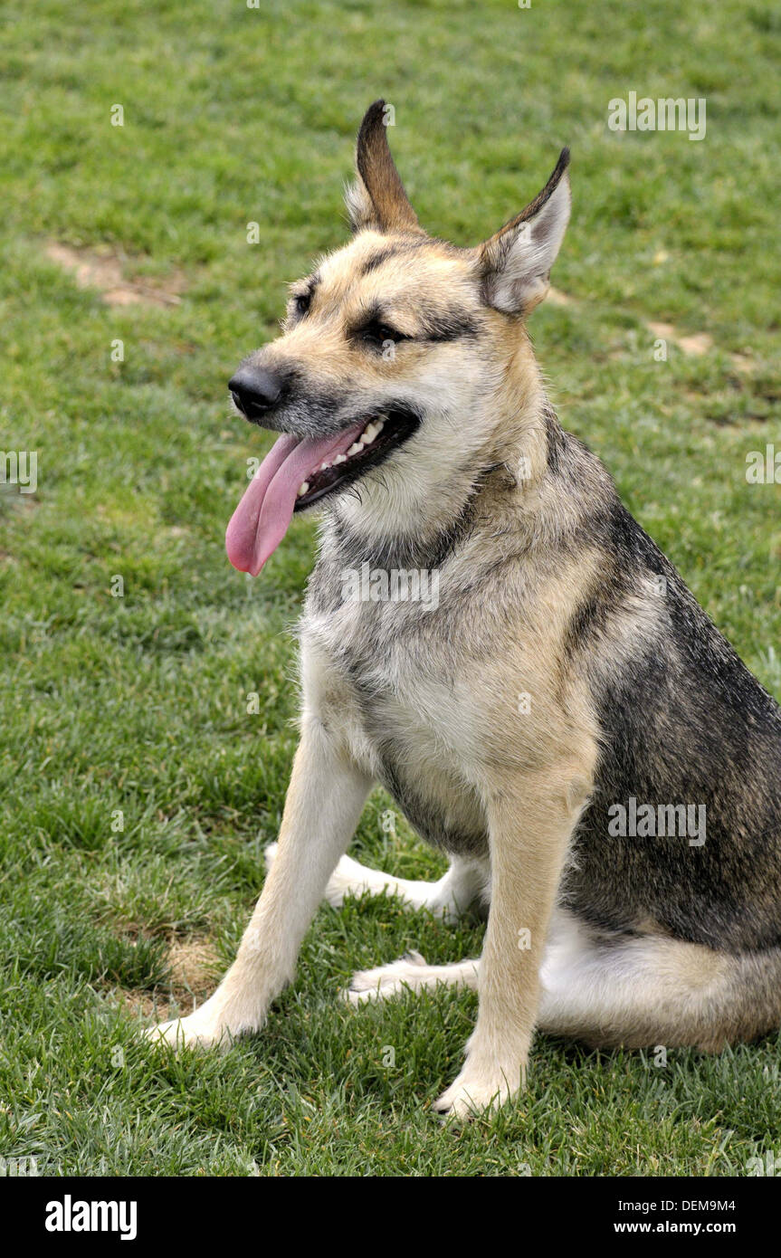 German Shepherd Dog (GSD, also known as an Alsatian), is a breed of