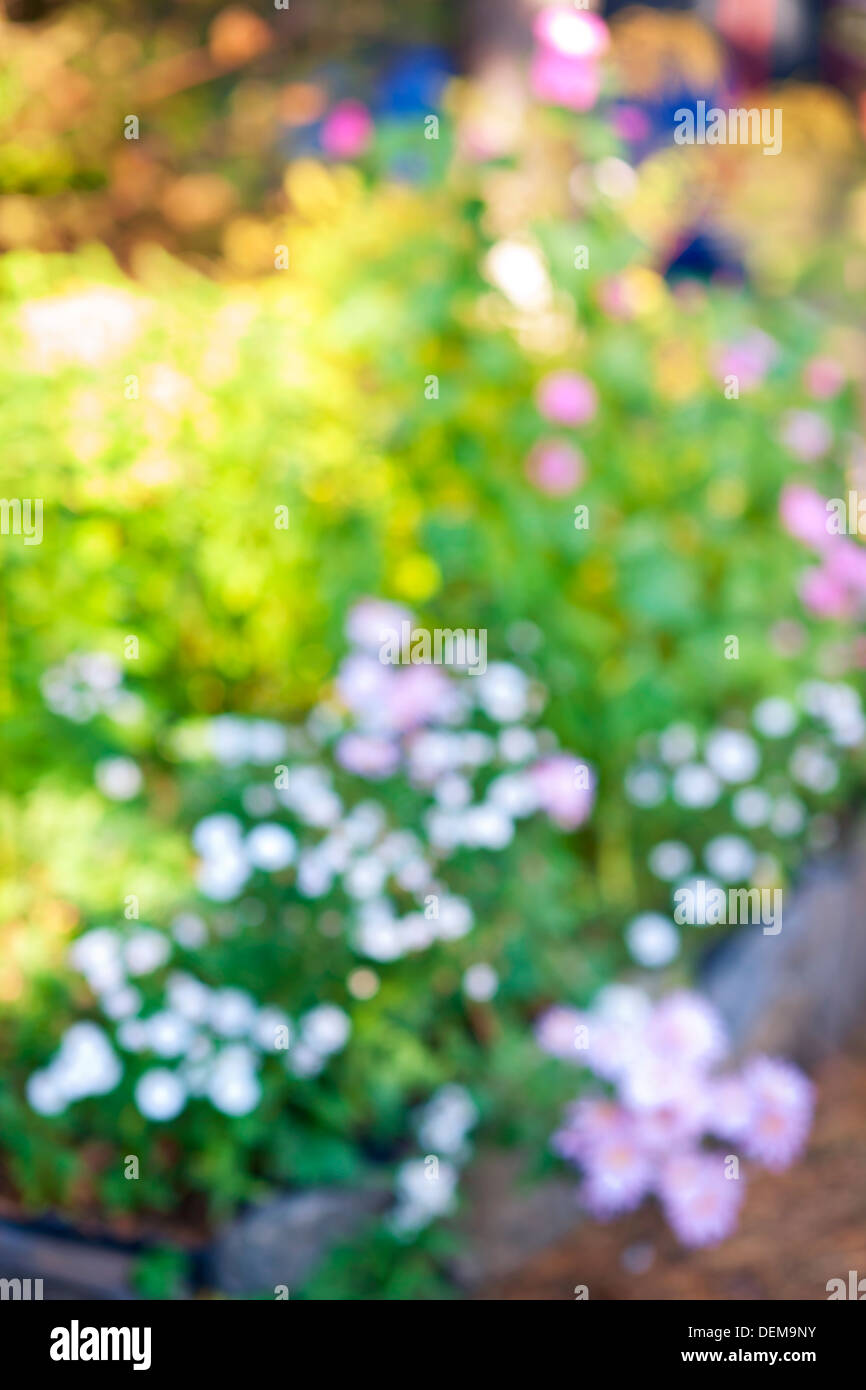 Abstract blurred out of focus background with flower garden Stock Photo -  Alamy