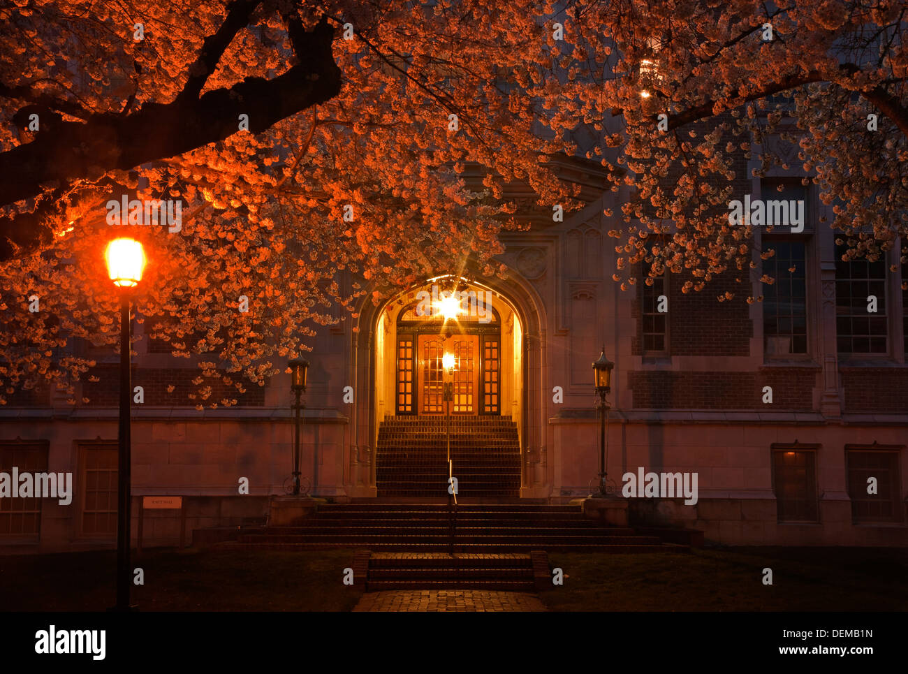 WASHINGTON - Cherry trees in bloom after dark at Raitt Hall on the Quad of the University of Washington in Seattle. Stock Photo