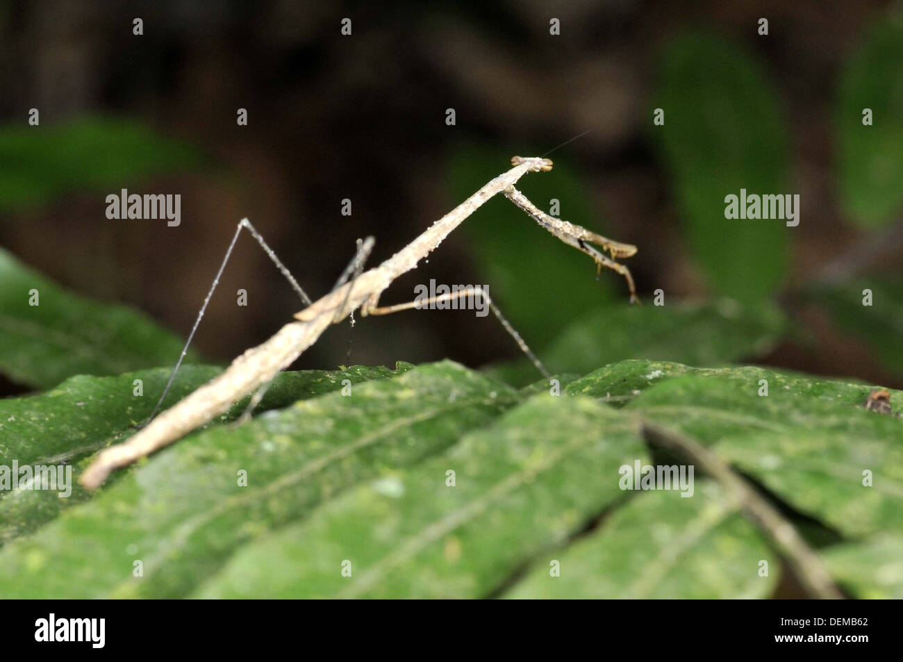 Insect walking stick order phasmatodea hires stock photography and