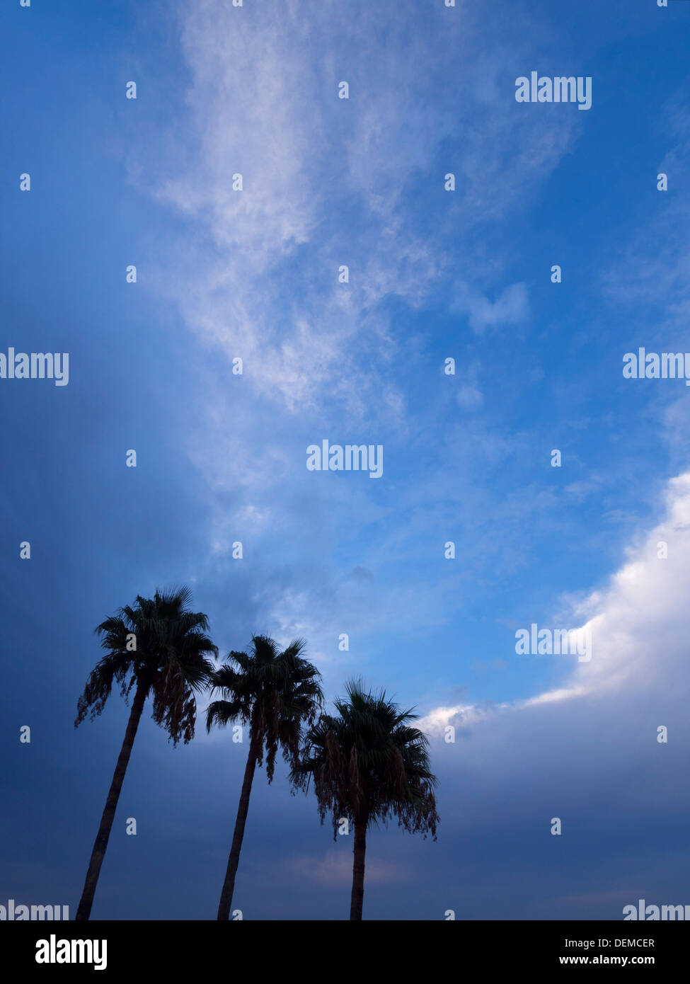 Three palm trees hi-res stock photography and images - Alamy