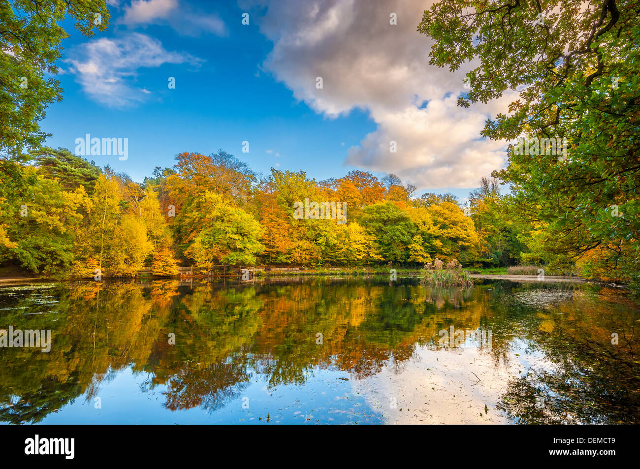 keston park;kent, England; UK Stock Photo