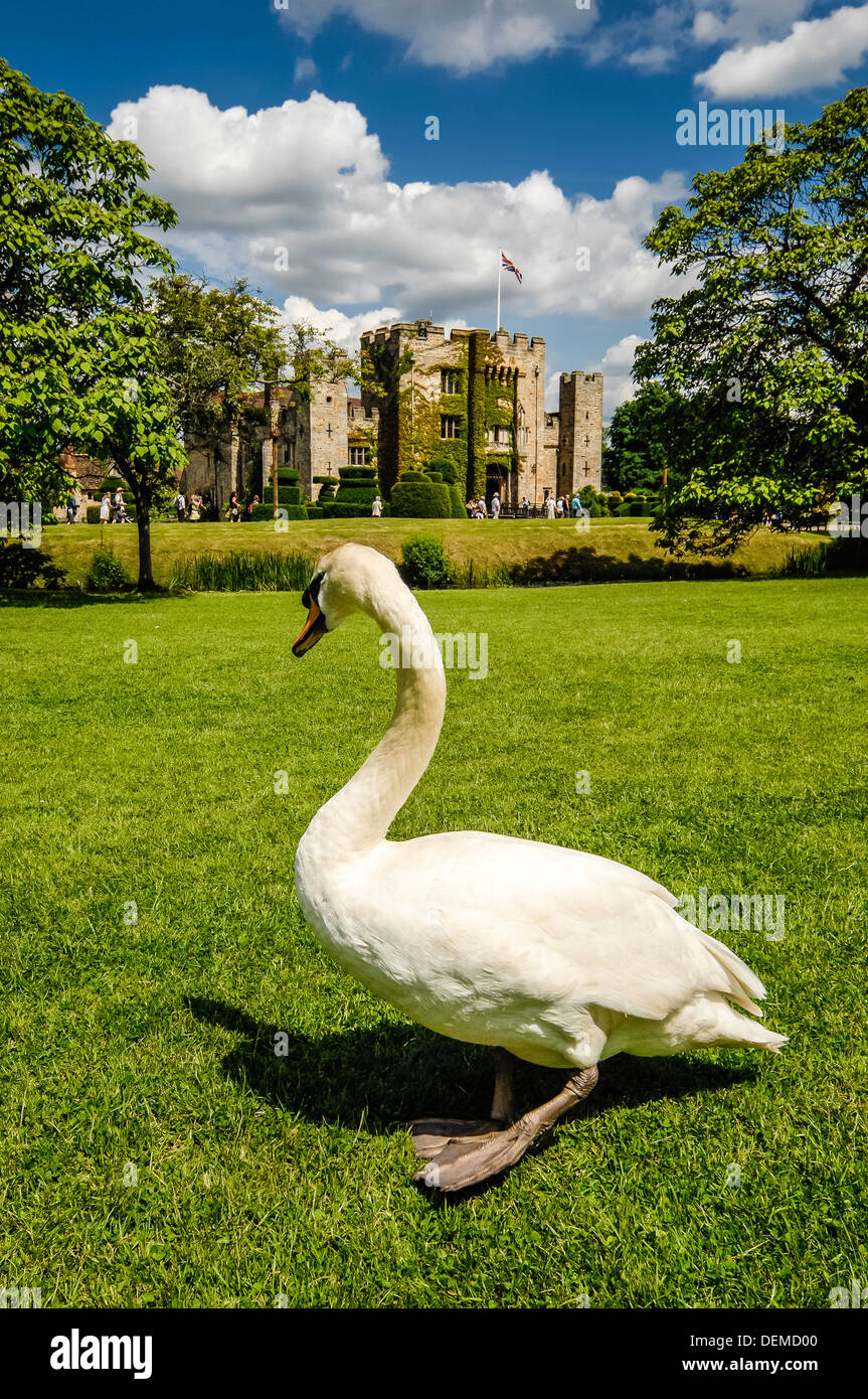 white swan infront of hever castle,edenbridge,kent,england,uk,europe Stock Photo