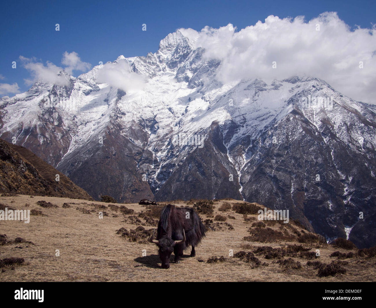 Black yak grazing in a field with Himalayan mountain in the background. Stock Photo