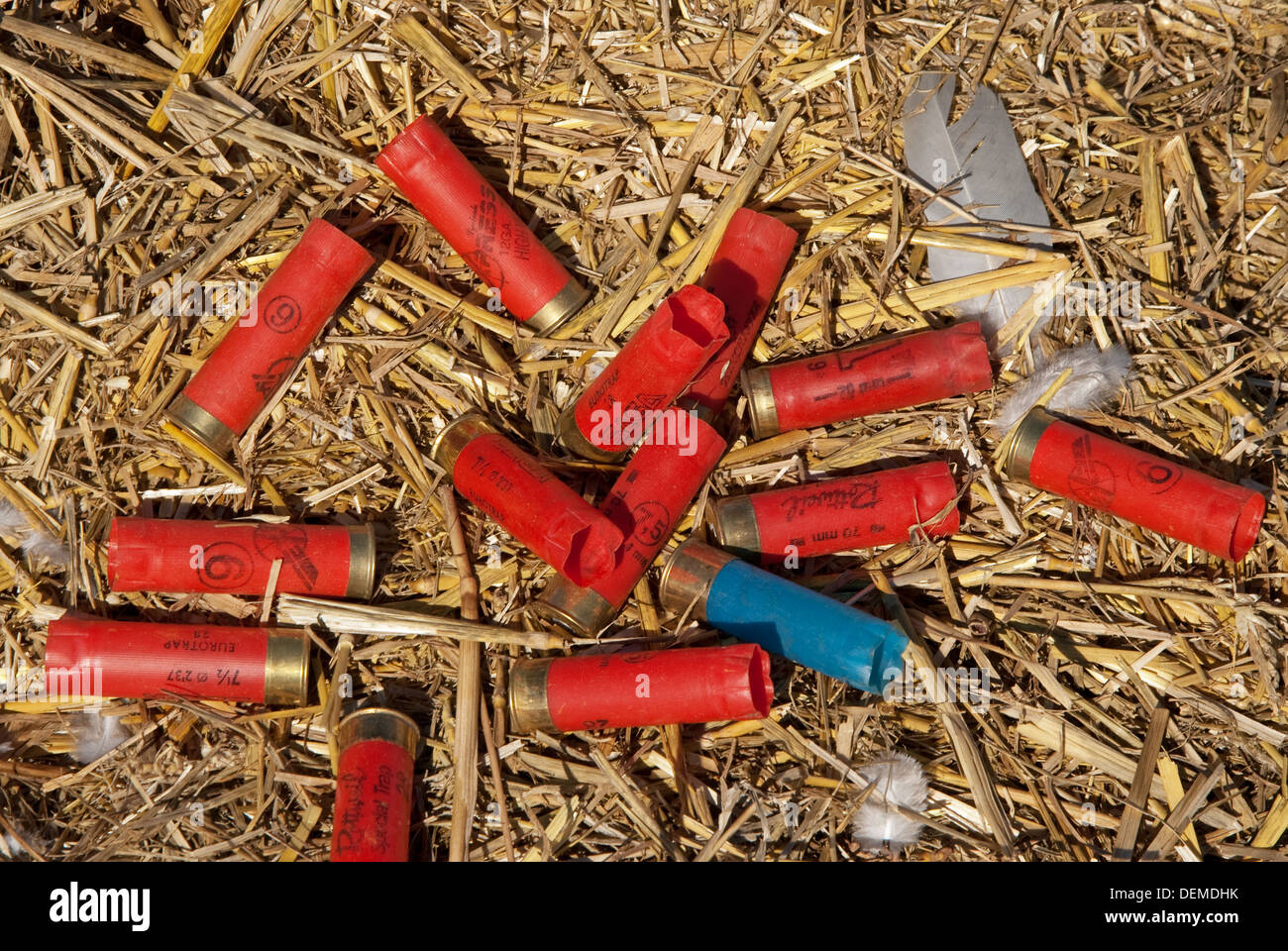Pile of empty 12 bore cartridge cases lying on straw Stock Photo Alamy