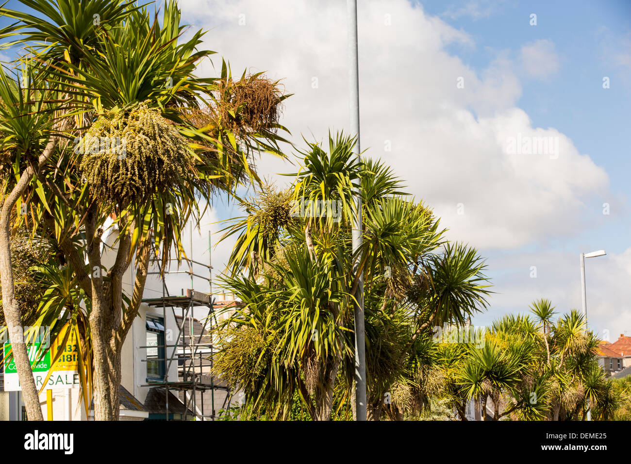 Palm trees line the streets in Falmouth, cornwall, UK. At the same latitude in Canada you would find Polar Bears. Stock Photo