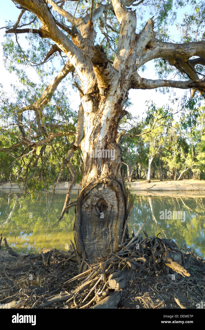 River Red Gum Tree, Murrumbidgee River, New South Wales, Australia