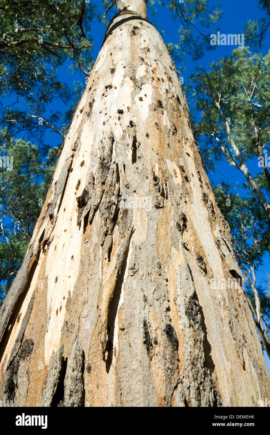 Eucalyptus Tree, New South Wales, NSW, Australia Stock Photo