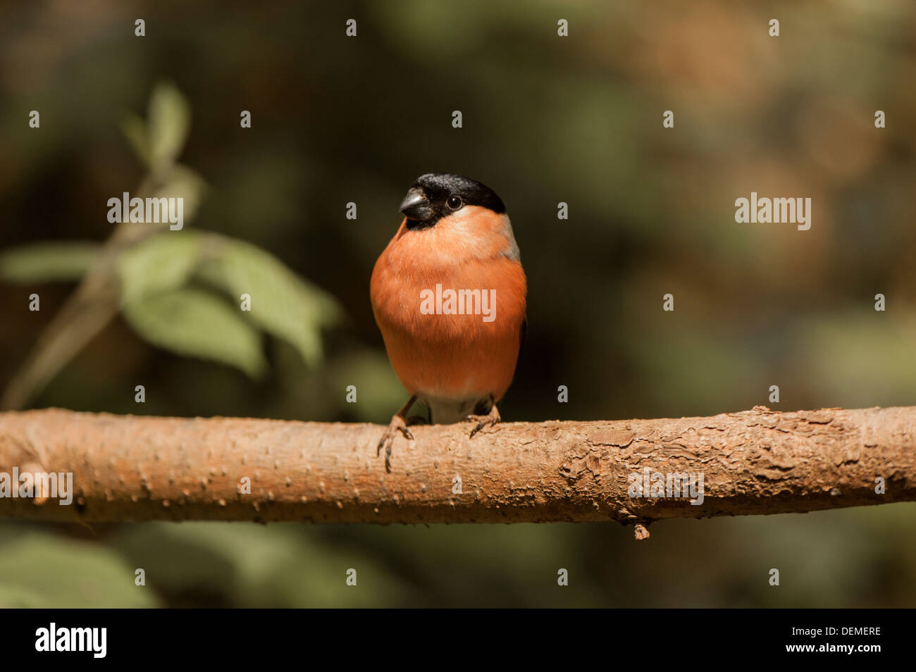 Male Bullfinch perched on branch. Stock Photo