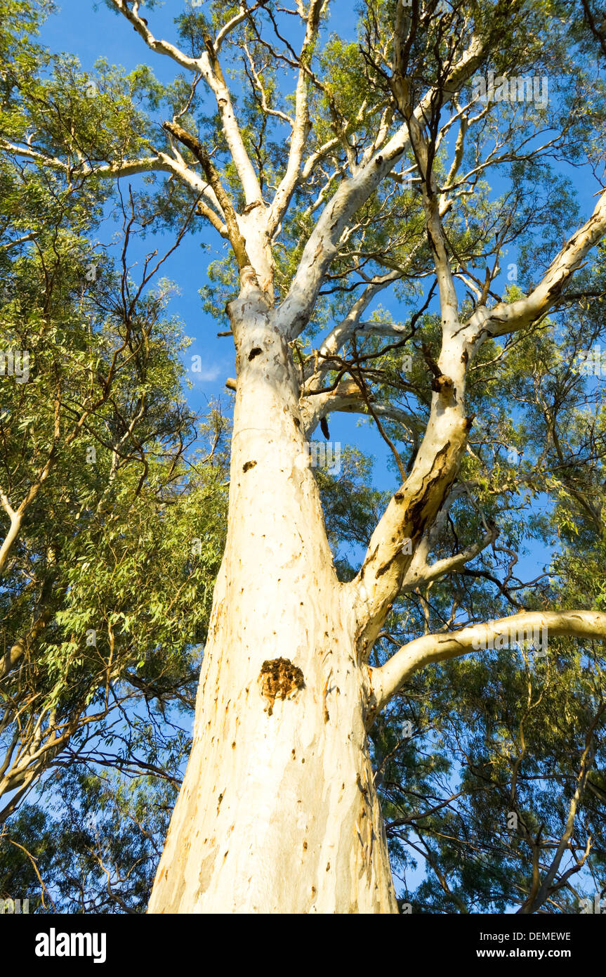 australia tree bark eucalyptus stock photos & australia